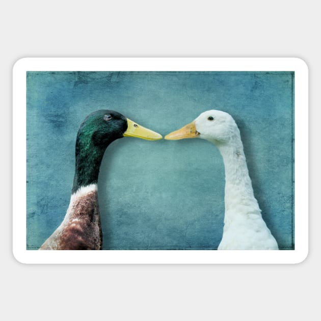 A pair of Indian Runner Ducks Sticker by WesternExposure